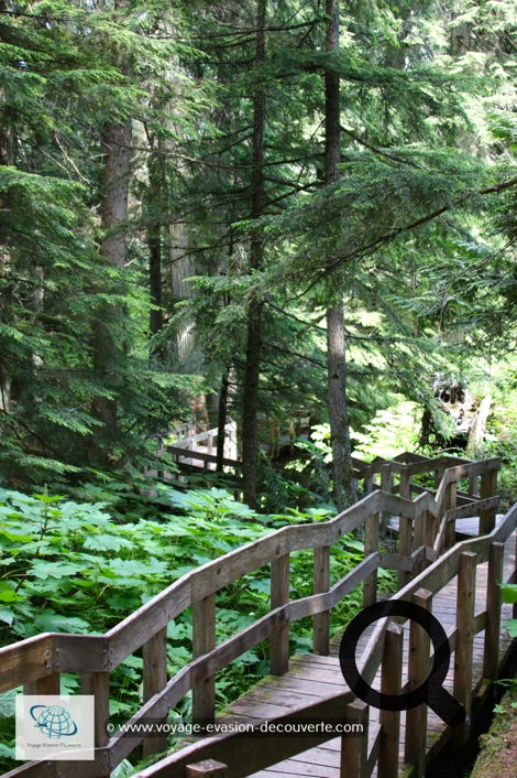 C’est une spectaculaire promenade au sein d’une luxuriante forêt primaire de cèdres et de pruches de l’Ouest. La balade est très courte, 30mn et la boucle fait 1,2 km.  Il y a beaucoup d’autres randonnées dans le parc, plus ou moins longues.