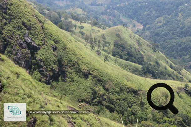 C'est l'une des montagnes qui domine la ville d'Ella, une balade très Classic et facile avec un très beau panorama sur la région et les plantations de thé. Il faut compter environ 2h Aller/Retour à pied. 