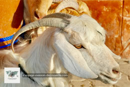 Le marché aux bestiaux du vendredi à Nizwa