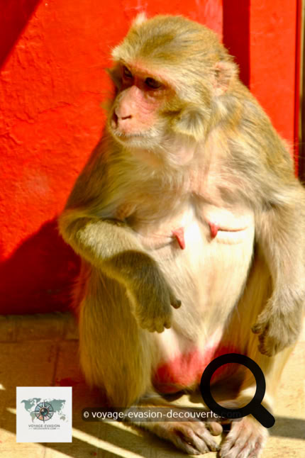 Tout le long du trajet, des singes à tête rouge vous accueilleront et vous motiveront pour l'ascention du Mont Popa.