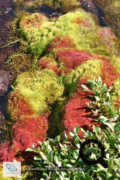 On y trouve aussi beaucoup de mousses qui tapissent le sol des toundras, prenant toutes les teintes du vert au brun et passant par le rouge. Elles poussent essentiellement sur les versants abrités des vents. 