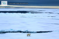 L'ours polaire au Spitzberg