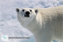 L'ours polaire au Spitzberg