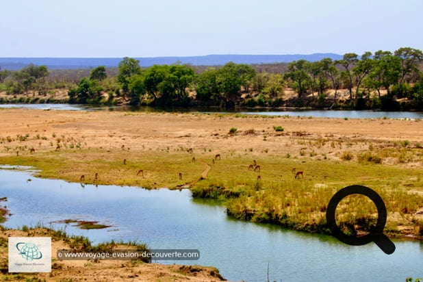Le Parc national Kruger est la plus grande réserve animalière d'Afrique du Sud, il couvre près de 20 000 km². D’une longueur de 350 km du Nord au Sud et d’une largeur de 60 km d’Est en Ouest, sa taille est comparable à celle d'Israël ou à celle du Pays de Galles.