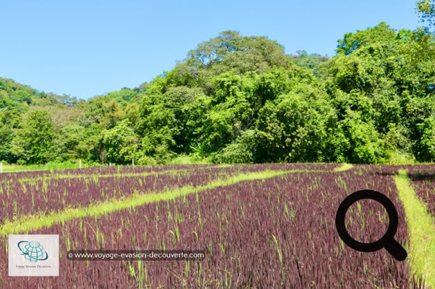 Le lendemain, nous avons repris la route pour le site archéologique de Buduruwagala.  La route pour y aller est superbe. Nous avons traversé des paysages magnifiques avec quelques  lacs mais surtout la route longeait des rizières de riz blancs et noirs. 
