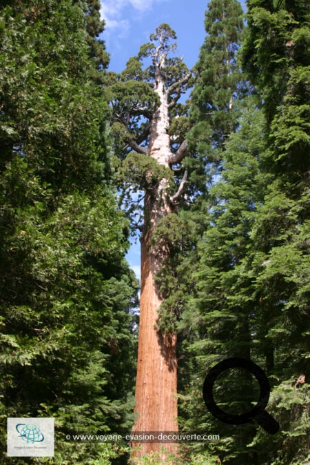 Que faire aux USA ? Californie     Ce monstre sacré de la forêt a entre 2 300 et 2 700 ans, ses mensurations dépassent tous les superlatifs.  84 mètres de haut, 11 mètres de diamètre et un poids total de 1 256 tonnes qui font de lui le plus gros  organisme vivant de la planète. La première de ses branches se trouve à 39 mètre du sol.  