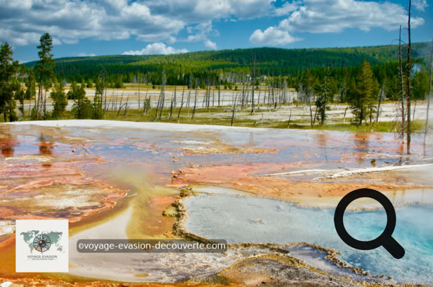 Ce secteur est connu pour avoir quelques une des plus grandes et belles piscines colorées naturelles du parc dont la plus connue : Grand Prismatic Spring.  