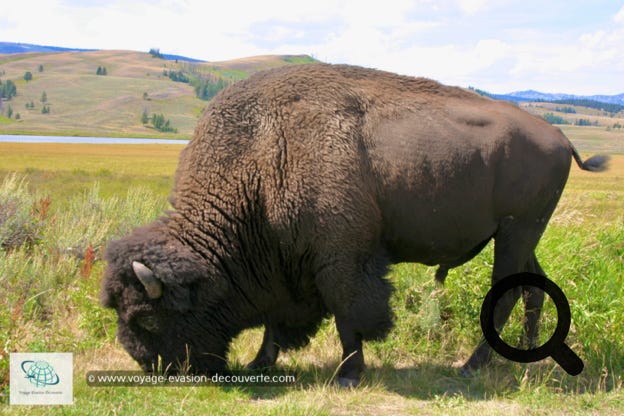 Nous sommes remontés en direction du Nord vers Mammoth Hot Spring. Sur cette route, aux paysages superbes et différents, nous avons croisé nos premiers bisons des plaines, pas du tout farouches, qui vivent en toute liberté dans le parc.