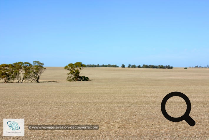 Après un bon petit déjeuner, nous avons pris la voiture et nous sommes partis en  direction de la petite ville de Hyden.  Elle se trouve au milieu de nulle part… dans une vaste plaine du Sud-Ouest australien. Mais nous voulions voir la Wave Rock, alors nous voilà partis pour 4h de route aller… En fait, le problème en Australie, c’est que dès que vous voulez voir un site, vous savez que vous allez faire beaucoup, beaucoup de route aller et beaucoup, beaucoup de route retour. 