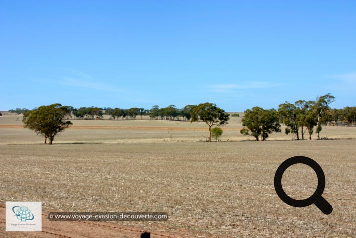 Après un bon petit déjeuner, nous avons pris la voiture et nous sommes partis en  direction de la petite ville de Hyden.  Elle se trouve au milieu de nulle part… dans une vaste plaine du Sud-Ouest australien. Mais nous voulions voir la Wave Rock, alors nous voilà partis pour 4h de route aller… En fait, le problème en Australie, c’est que dès que vous voulez voir un site, vous savez que vous allez faire beaucoup, beaucoup de route aller et beaucoup, beaucoup de route retour. 