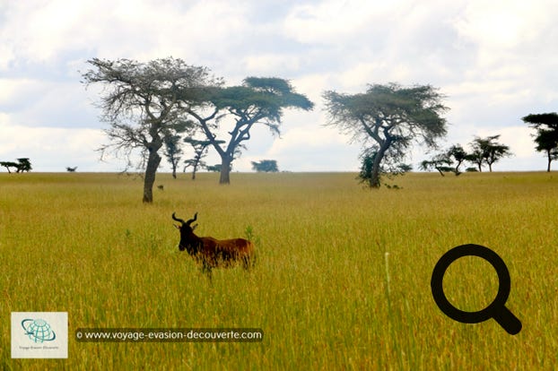 Ce sanctuaire est une zone protégée de la région d'Oromia, dédiée en particulier à la protection du bubale de Swayne. Couvrant 58 kilomètres carrés, la réserve est située au Nord-Ouest du lac Awasa.  Cette minuscule réserve a été créé uniquement pour protéger une espèce d'antilope endémique à la région menacée d'extinction. 