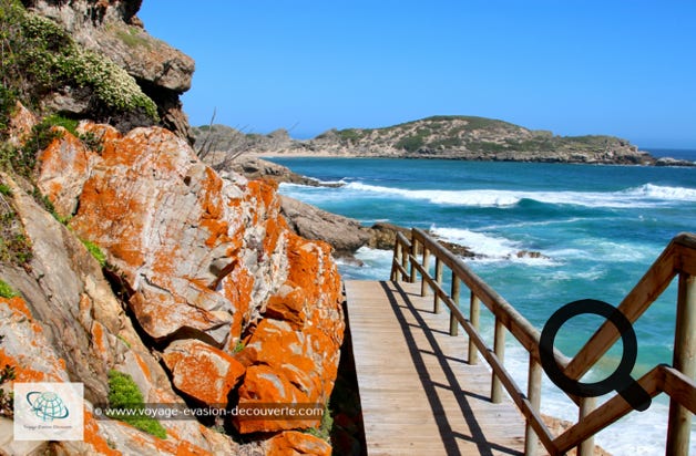 Située à la sortie de Plettenberg Bay, c’est un lieu idéal de randonnée. Cette péninsule est une réserve naturelle et maritime ainsi qu'un monument national. Longue de 9 km, elle s’avance dans l’océan Indien telle une admirable figure de proue plantée au-dessus des flots. Cette magnifique réserve entre mer turquoise, dunes de sable beige et montagne recouverte de petits arbustes, vous offrira d’incroyables balades entre pontons aménagés à flanc de colline, escaliers de bois rocambolesques et rochers glissants dans un paysage à couper le souffle.