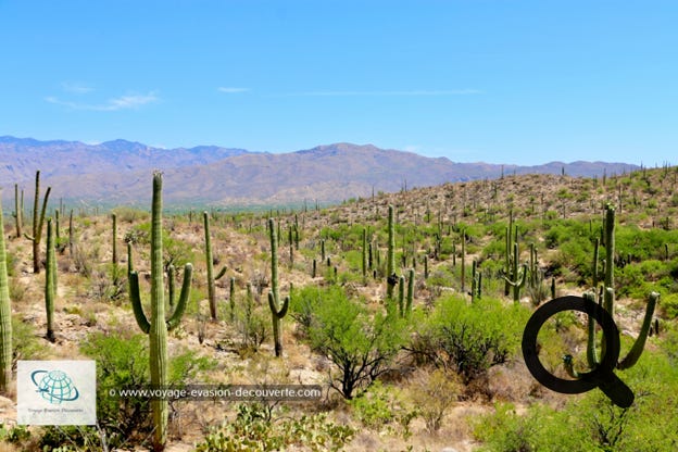 Situé dans au Sud de l'Arizona près du désert de Sonora et d'une superficie de 370 km2, le parc est reconnu pour ses nombreux  cactus géants, dont le plus célèbre est le Saguaro, le symbole universel de l'Ouest américain. Le parc se compose de plaines désertiques, mais aussi de zones montagneuses où des espèces moins résistantes à l'aridité parviennent à se développer, grâce au climat plus humide en altitude.