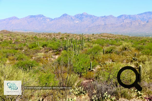 Situé dans au Sud de l'Arizona près du désert de Sonora et d'une superficie de 370 km2, le parc est reconnu pour ses nombreux  cactus géants, dont le plus célèbre est le Saguaro, le symbole universel de l'Ouest américain. Le parc se compose de plaines désertiques, mais aussi de zones montagneuses où des espèces moins résistantes à l'aridité parviennent à se développer, grâce au climat plus humide en altitude.