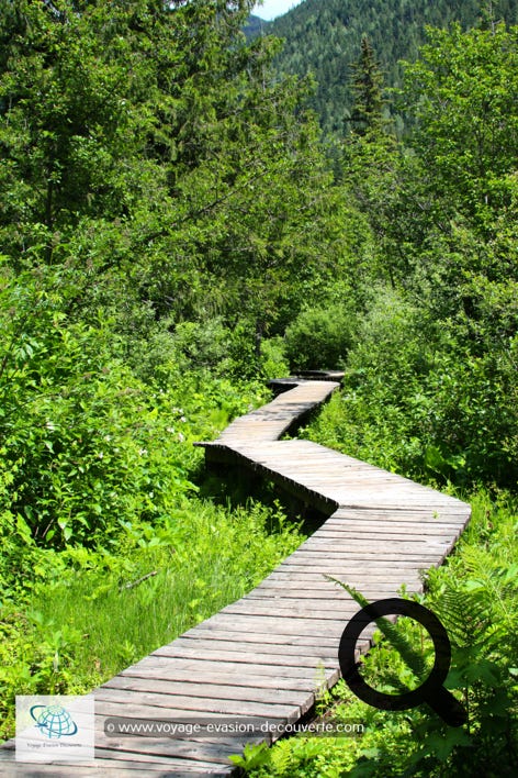 Fait de passerelles, le sentier parcourt une zone  marécageuse où prospère des choux- puants énormes.  Le sentier fait une boucle de 1,2 km. La balade dure  environ 30mn.