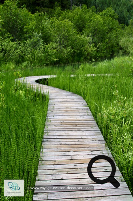 Fait de passerelles, le sentier parcourt une zone  marécageuse où prospère des choux- puants énormes.  Le sentier fait une boucle de 1,2 km. La balade dure  environ 30mn.