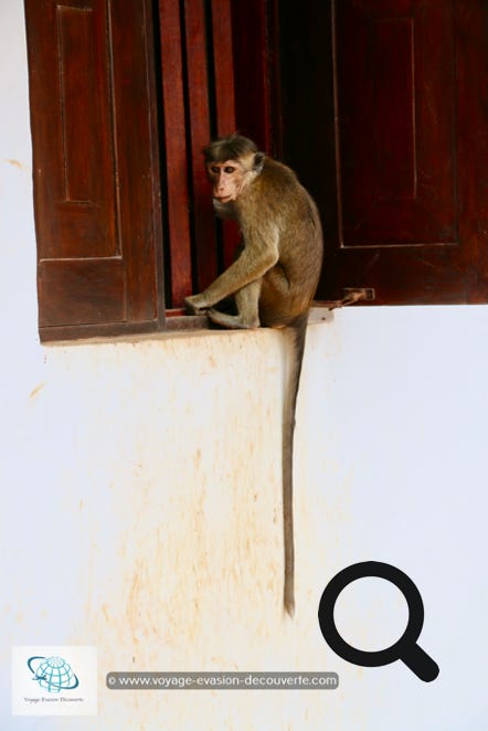 Singe au Temple de la Grotte Sacrée à Dambulla au Sri Lanka