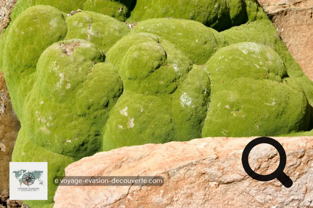 Elle pousse en Amérique du Sud dans la puna des Andes, au Pérou, en Bolivie, au Nord du Chili, à l’Ouest de l'Argentine entre 3 200 et 5 000 m d'altitude. 