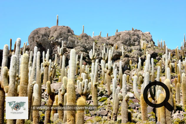 Cette île désertique de corail est recouverte de centaines de cactus dont certains atteignent quatre mètres de haut. Le plus grand atteint 12 m ; la croissance de cette espèce de cactus est d'environ un centimètre par an.