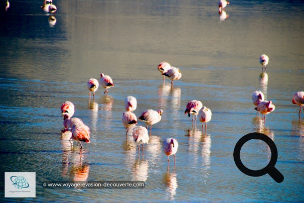 Un hôtel se trouve au bord du lac comme posé au milieu de nulle part. Seuls des flamants roses ont élu domicile dans cette lagune d’altitude, un vrai garde-manger riche en mollusques et en crustacés. Dressés sur leurs pattes toutes frêles, ils dansent avec une grâce qui parachève ce décor somptueux et irréel.