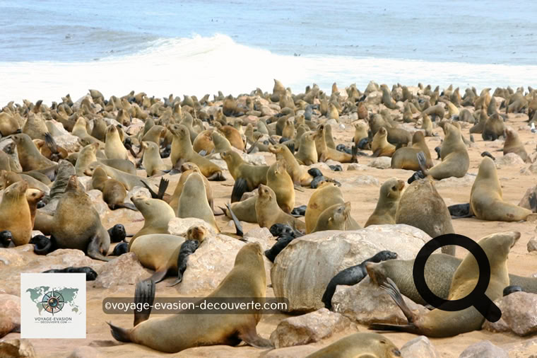 Ça pue mais c’est sympa… et ça ressemble à une plage du Sud de la France en plein mois d’août. C’est la plus importante des 15 colonies d’otaries à fourrure de Namibie qui totalisent 6 500 000 individus.  