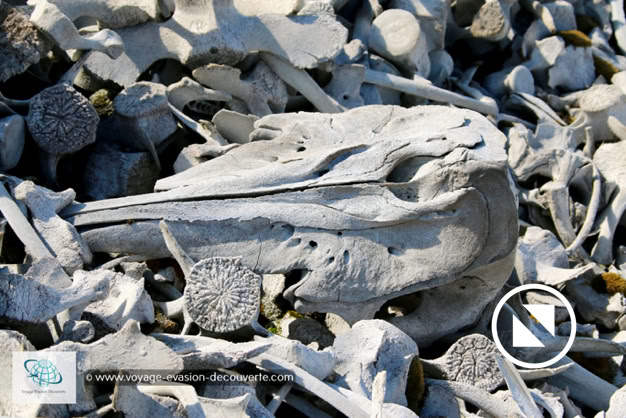 Elle est connue pour son incroyable cimetière d’ossements. On y dénombre environ 550 squelettes de baleines blanches. On y trouve encore une cabane construite vers 1930 par Ingvald Svendsen, originaire de Tromsø, qui fut actif dans ce genre de chasse et possédait les 3 embarcations encore en bon état que l'on peut voir sur la plage.