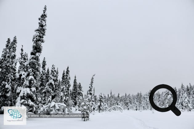 Pour découvrir la région, rien de mieux que de chausser des raquettes. Lorsque vous quittez la piste principale et que vous plongez profondément dans la forêt, votre corps semble s'enfoncer dans la poudreuse mais après quelques minutes de marche, la surprise laisse vite place au plaisir pour cette nouvelle sensation.