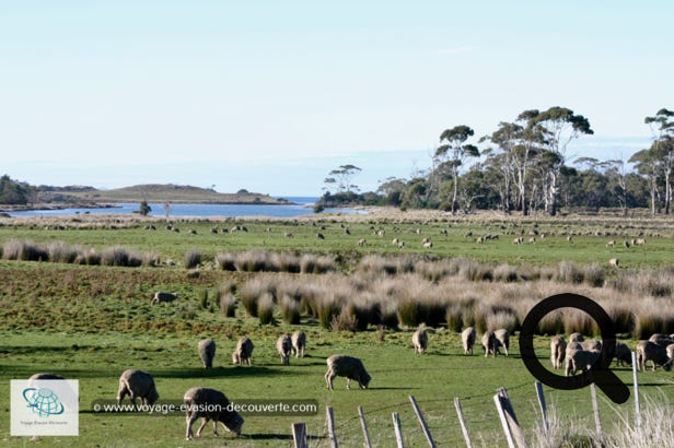 La Tasmanie, un état insulaire isolé au large de la côte sud de l'Australie, est réputée pour ses vastes régions sauvages et accidentées, largement protégées à l'intérieur de parcs et de réserves. L'île est entourée par les océans Indien et Pacifique et est séparée de la partie continentale de l'Australie par le détroit de Bass. Au sud-est de la Tasmanie, les côtes sont découpées. Le relief est montagneux, modelé par les glaciers et très accidenté. La majeure partie de la Tasmanie est densément boisée, avec le parc national Southwest et les régions environnantes qui possèdent l'une des dernières forêts tempérées humides de l'hémisphère Sud. 