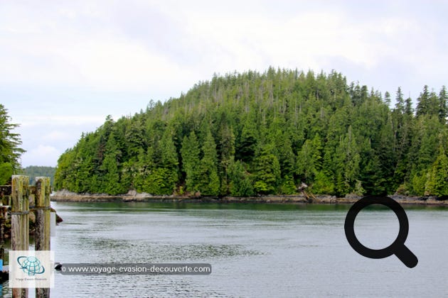 Cette petite ville est située sur la pointe de la péninsule d'Esowista. Tofino est une station touristique réputée pour la qualité de ses plages qui attirent les surfeurs l'été, pour la richesse de son environnement marin et pour les spectaculaires forêts tempérées humides qui l'entourent. Elle est aussi connue pour ses impressionnants orages sur l'eau en hiver. 