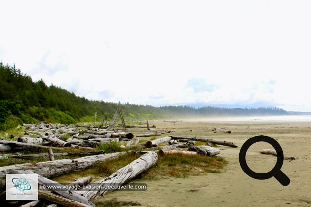 C’est une belle plage idéale pour de longues promenades au bord de l’eau avec une vue superbe sur la côte boisée. Elle se trouve juste au Sud de la ville de Tofino. Elle est divisée en deux sections principales, Chesterman Beach South ou South Chestie comme l'appellent les habitants et Chesterman Beach North.