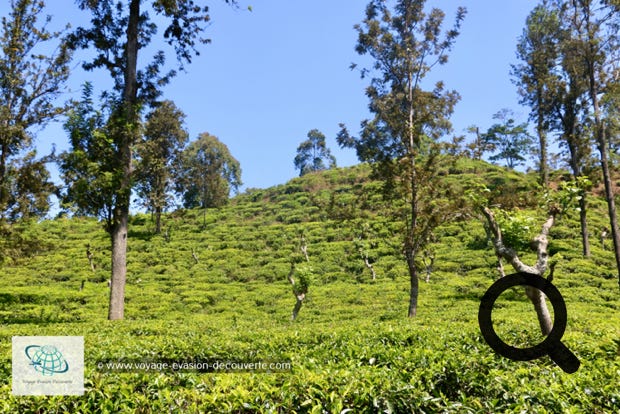 Voila une expérience à faire lors d'un voyage au Sri Lanka pour la beauté des paysages traversés mais aussi pour l’atmosphère qui règne dans le train. Nous avons pris ce train pour aller jusqu’à Nuwara Eliya, petite ville située au milieu des montagnes et des plantations de thé dont la réputation n'est plus à faire. En fait, pour aller à Nuwara Eliya, la ville la plus haute du Sri Lanka, il faut descendre à la gare de Nanu Oya, sinon vous irez jusqu'au terminus, à Ella. Le trajet dure environ 4h.