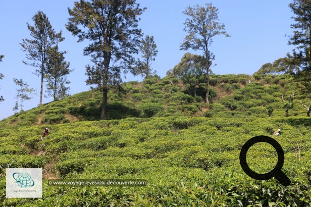 Voila une expérience à faire lors d'un voyage au Sri Lanka pour la beauté des paysages traversés mais aussi pour l’atmosphère qui règne dans le train. Nous avons pris ce train pour aller jusqu’à Nuwara Eliya, petite ville située au milieu des montagnes et des plantations de thé dont la réputation n'est plus à faire. En fait, pour aller à Nuwara Eliya, la ville la plus haute du Sri Lanka, il faut descendre à la gare de Nanu Oya, sinon vous irez jusqu'au terminus, à Ella. Le trajet dure environ 4h.