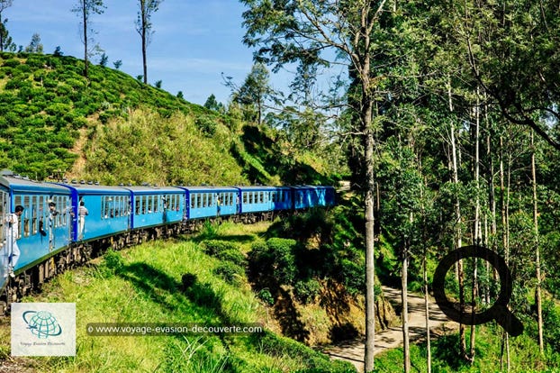 Voila une expérience à faire lors d'un voyage au Sri Lanka pour la beauté des paysages traversés mais aussi pour l’atmosphère qui règne dans le train. Nous avons pris ce train pour aller jusqu’à Nuwara Eliya, petite ville située au milieu des montagnes et des plantations de thé dont la réputation n'est plus à faire. En fait, pour aller à Nuwara Eliya, la ville la plus haute du Sri Lanka, il faut descendre à la gare de Nanu Oya, sinon vous irez jusqu'au terminus, à Ella. Le trajet dure environ 4h.