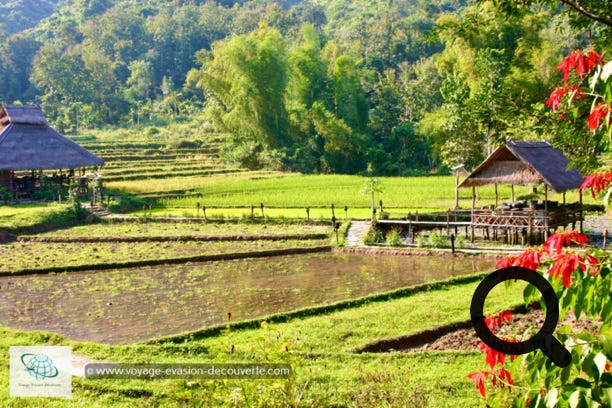 Niché au cœur de la campagne laotienne, il est situé à une trentaine de kilomètres au Nord de Luang Prabang, dans le village de Ban Yoi Hai. Ce gîte propose une expérience de vie unique au Laos autour de la culture et des traditions locales, mais également d'un tourisme éco-responsable. 