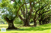 Oak Alley Plantation à la Nouvelle-Orléans