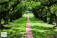 Oak Alley Plantation à la Nouvelle-Orléans