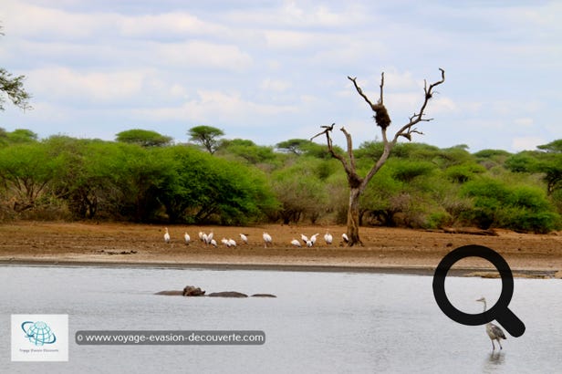 Le Parc national Kruger est la plus grande réserve animalière d'Afrique du Sud, il couvre près de 20 000 km². D’une longueur de 350 km du Nord au Sud et d’une largeur de 60 km d’Est en Ouest, sa taille est comparable à celle d'Israël ou à celle du Pays de Galles.