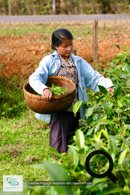 Le plateau des Bolovens, au Laos, est réputé pour ses plantations de café et de thé, ses myriades de cascades toutes plus belles les unes que les autres et son climat frais offrant une douceur bienvenue après la chaleur des plaines.