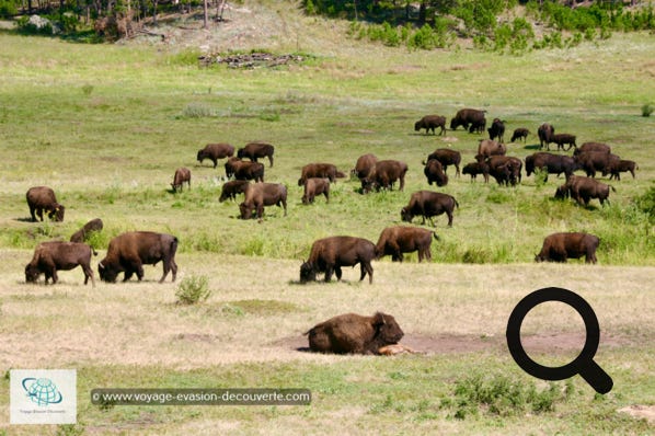 Située au Sud du parc, c’est une belle route vallonnée de 29 km qui traverse de belles prairies. Ce circuit permet d’observer une grande partie des animaux qui peuplent le parc.