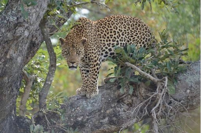 Un circuit aventure en Afrique du Sud permet aux vacanciers de se dépayser totalement. Ceux-ci rentreront de leur séjour avec de beaux souvenirs en tête.