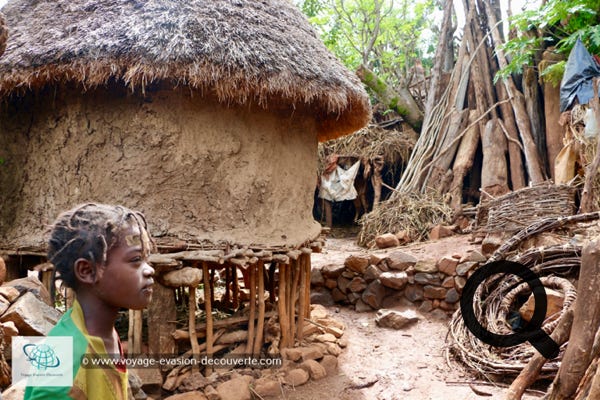 Dans la vallée du rift, à environ 50 km du lac Chamo, les villages Konso se nichent entre 1 500 et 2 000 m d'altitude dans un écrin de nature. Après avoir traversé les plaines arides de l'Omo le changement est surprenant.