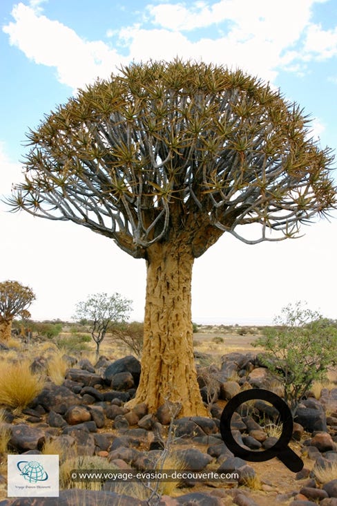 Road trip en Namibie
