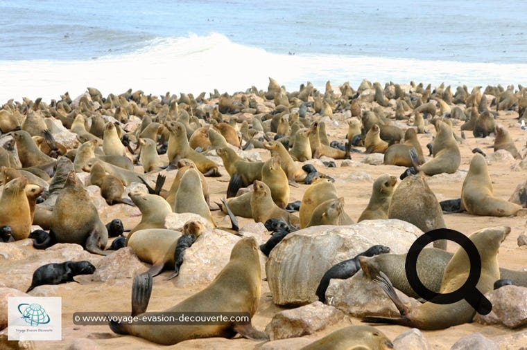 Ça pue mais c’est sympa… et ça ressemble à une plage du Sud de la France en plein mois d’août. C’est la plus importante des 15 colonies d’otaries à fourrure de Namibie qui totalisent 6 500 000 individus.  