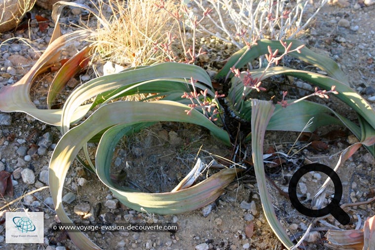 Dans cette région se trouve aussi une plante endémique de la Namibie et de l’Angola, la Welwitschia Marabilis. Elle ne ressemble à aucune autre plante, elle est moche… Sa classification, comme unique représentant non seulement de sa famille, mais de son ordre, celui des Welwitschiales, souligne son caractère unique et son éloignement des autres plantes.  