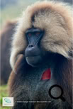 Les babouins Géladas dans le Simien Mountains National Park
