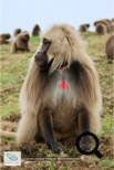 Les babouins Géladas dans le Simien Mountains National Park