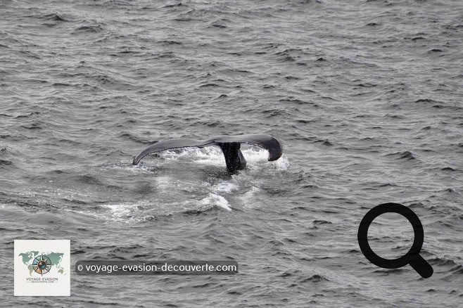 Baleine à bosse dans la baie de Disco au Groenland