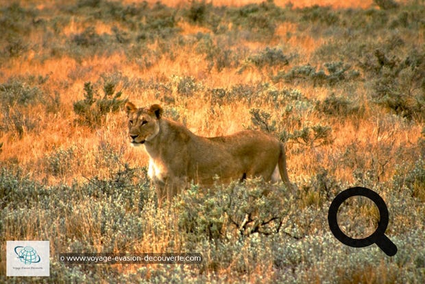Le parc national d'Etosha est une grande aire protégée de Namibie située dans la région du Kunene, à 400 km au nord de la capitale WindhoekLa protection du parc ainsi que la présence de points d'eau en font un refuge pour nombre d'animaux.