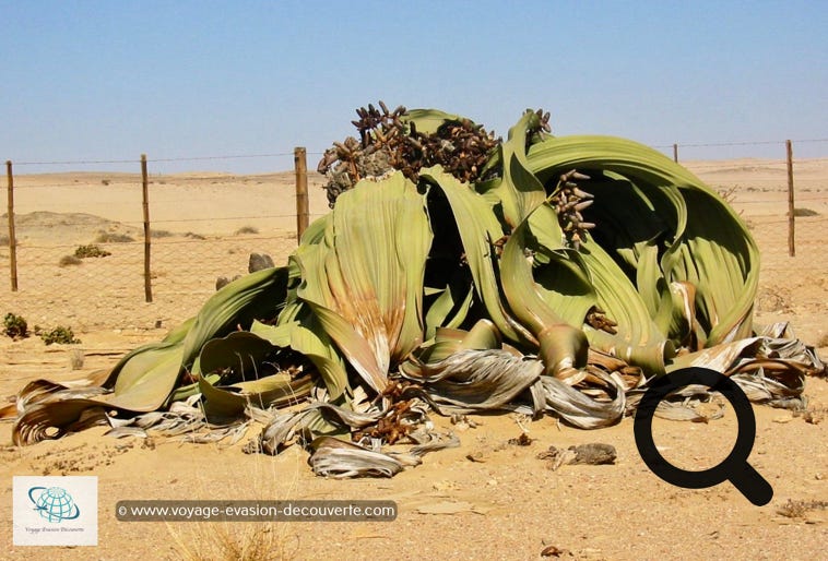Dans cette région se trouve aussi une plante endémique de la Namibie et de l’Angola, la Welwitschia Marabilis. Elle ne ressemble à aucune autre plante, elle est moche… Sa classification, comme unique représentant non seulement de sa famille, mais de son ordre, celui des Welwitschiales, souligne son caractère unique et son éloignement des autres plantes.  