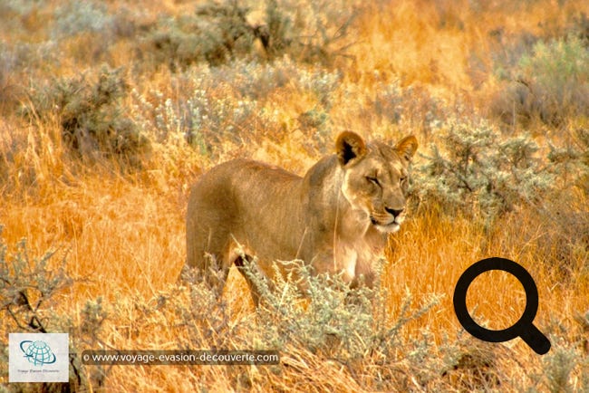 Le parc national d'Etosha est une grande aire protégée de Namibie située dans la région du Kunene, à 400 km au nord de la capitale WindhoekLa protection du parc ainsi que la présence de points d'eau en font un refuge pour nombre d'animaux.